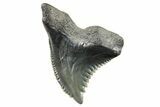 Snaggletooth Shark (Hemipristis) Tooth - South Carolina #270039-1